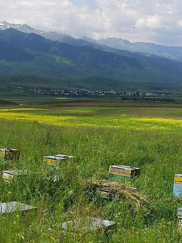 кир самын фото: Горный мёд из Кыргызстана - Натуральный продукт из высокогорных лугов — 10