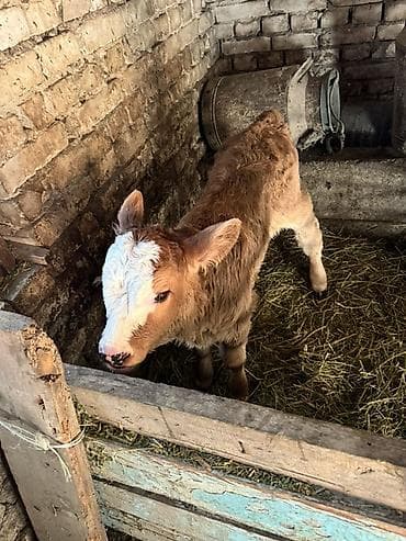 объявления о животных: Продаю | Тёлка | На откорм — 2