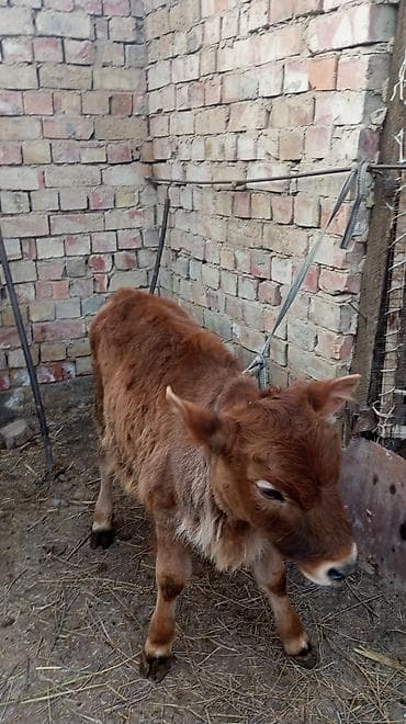 Животные: Продаю | Музоо, торпок | Для разведения | Привязанные — 4