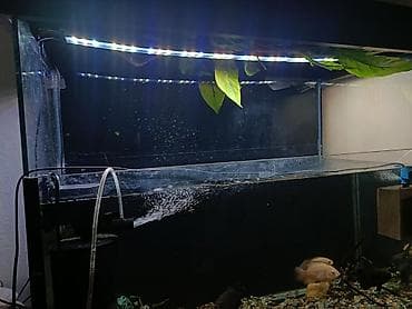 Аквариумдар: Продается готовый аквариум «под ключ» (165 литров) со всем содержимым! — 2