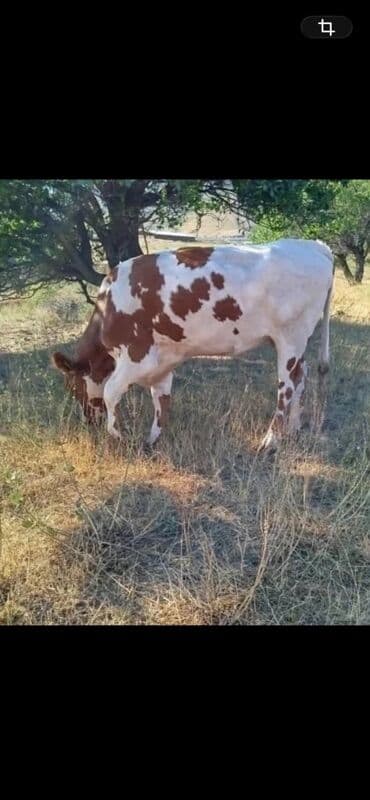 дойка для коров: Продаю | Корова (самка) | Для молока | Стельные — 2