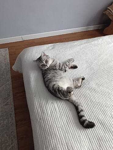 Кошки: Вязка: Скотиш Страйт (Шотландская прямоухая), Мальчик, 5 лет, С прививками, Серый — 8