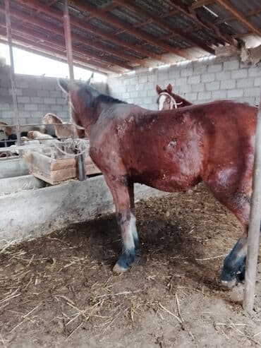 сухой корм для кошек: Продаю | Кобыла (самка) | Рабочий — 4