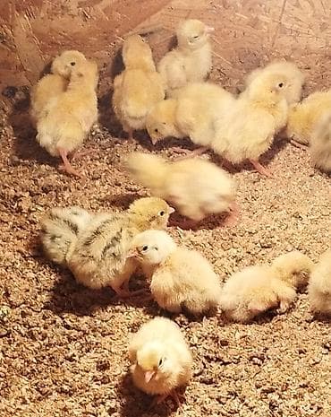купить перепелиные яйца инкубационные: Продаю суточных перепелят Техас и Феникс под заказ. яйцо — 2