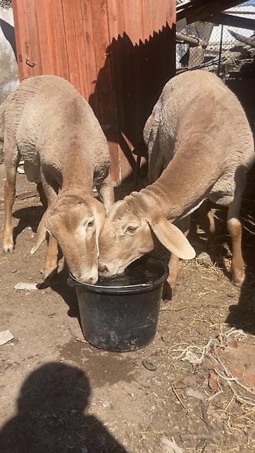 овец: Продаю | Ягненок | Арашан | Для разведения | Племенные — 3