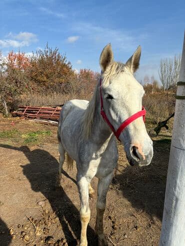 продажа пчёл: Сатам | Байтал | Ат спорту — 8