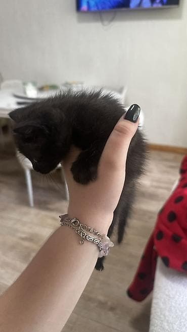 сколько стоят сиамские котята: 3 Сиамских котёнка с колор-пойнт окрасом (светлое тело, тёмные ушки — 8