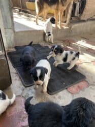 приюты для собак: Даром, район турбазы Бишкек 7 октября родились дворняги, папа и — 1