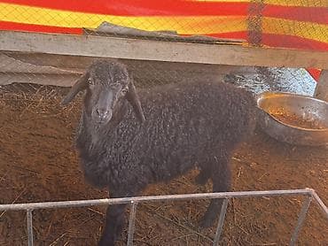 стришка овец: Продаю | Овца (самка), Баран (самец), Ягненок | Для разведения | Котные, Матка, Племенные — 1