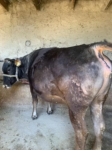 продаю кукуруза: Продаю | Корова (самка) — 1