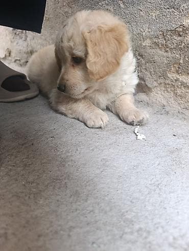 щенки пудель: Отдаем щенков в добрые руки. Щенки — дворняжки, маленькие пушистики с — 2