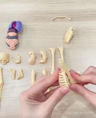 домик для кукол: Анатомическая модель для детей " Строение человека". Внутренние — 3