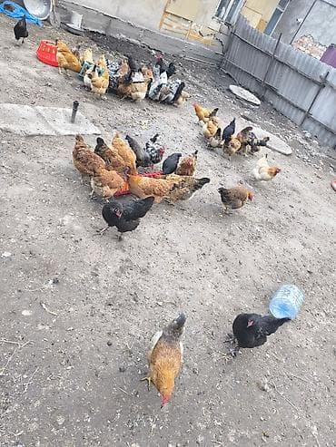 певчие птицы: Продаю | Куры | Домашняя | Для разведения — 3