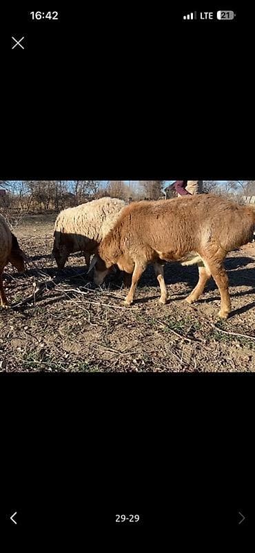 Продаю | Овца (самка), Ягненок, Баран (самец) | Арашан | Для разведения | Матка, Ярка, Ягнившаяся at lalafo.kg Продаю | Овца (самка), Ягненок, Баран (самец) | Арашан | Для разведения | Матка, Ярка, Ягнившаяся