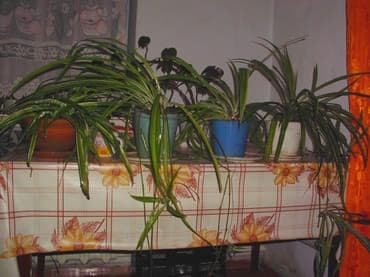 растения для аквариума: Продаю комнатные расстения,кактусы.фикус.денежное дерево,королевская — 7