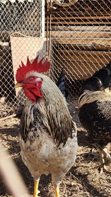 купить собаку доберман в бишкеке: Продаю | Петух | Домашняя | Для разведения — 8