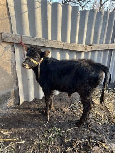 шароле бык: Продаю | Бык (самец), Музоо, торпок — 4