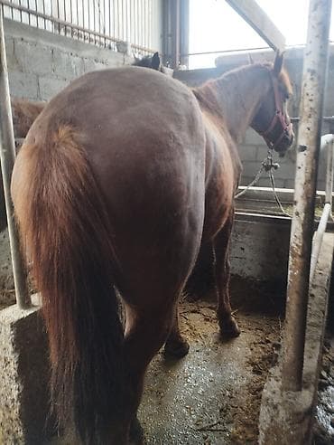 лошадь ат: Продаю | Конь (самец) | Кара Жорго | На забой, Для разведения | Племенные — 5
