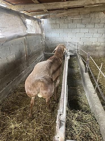 сокол птица цена: Продаю | Баран (самец) | Для разведения — 2