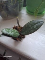 чип для животных: Продается. спатифилум женское счастье, монстера орхидея — 4