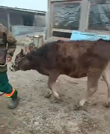 Продаю | Бык (самец) | На откорм | Привязанные