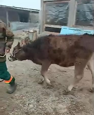 собаки авчарки: Продаю | Бык (самец) | На откорм | Привязанные — 1