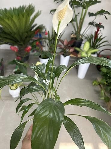 спатифиллум сенсация: Спатифиллум (Spathiphyllum), комнатное растение в горшке - Эффектные — 2