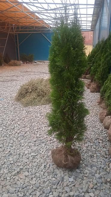 Туя из Польши - высота 2 метра, сорт Смарагд» - Вариант at lalafo.kg Туя из Польши - высота 2 метра, сорт Смарагд» - Вариант