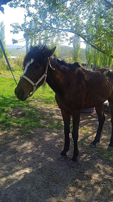 лошадь самец: Продаю | Жеребец | Полукровка | Рабочий — 5