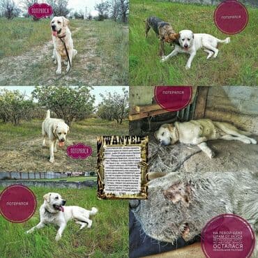 Потерялся 24 августа2023 г. вознаграждение АКТУАЛЬНО. порода