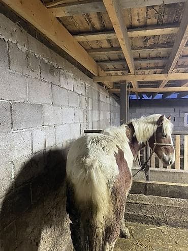 животные лошадь: Продаю | Жеребец | Рабочий — 2