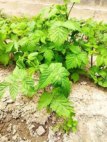 Саженцы малины (рассада) - Молодые крепкие побеги из маточного ряда