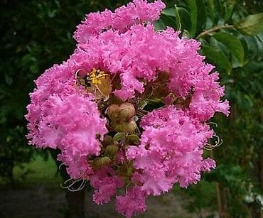 Мойки высокого давления: Саженцы деревьев — 2