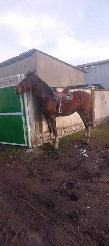 арпа тюк: Продаю | Жеребец | Рабочий — 2