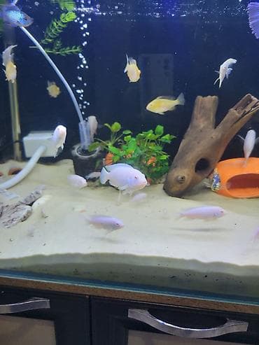 аквариумные черепахи мини: Цихлиды альбиносы для домашнего аквариума белый принцы и попугай — 3