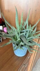 растения для аквариума: Алоэ вера . 7 лет в горшке более 10 штук 1500 сом Папоротник 500 сом — 1