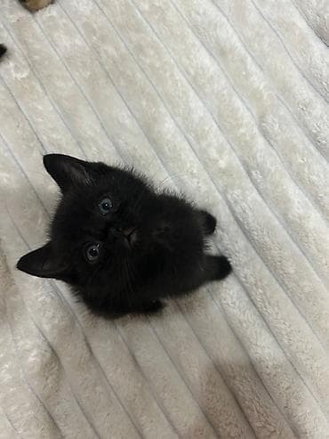 серые кошки: 1 месяц, Мальчик — 3