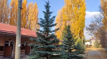 Саженцы деревьев: Ели