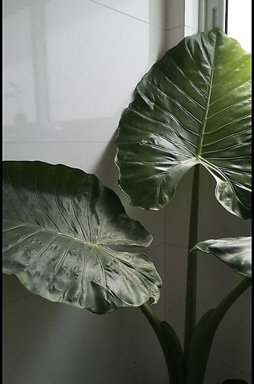 интересует: Алоказия (арма крупными “ушами слона”) — детки-клубеньки для — 2