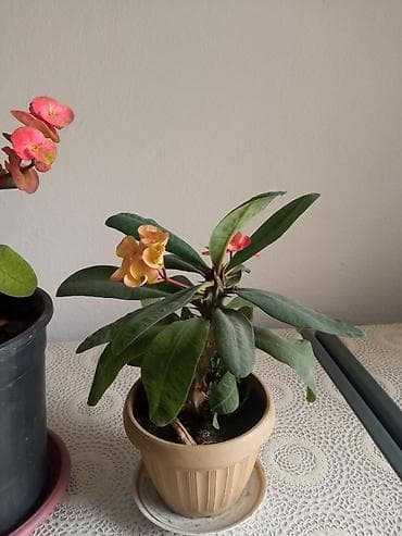 Эуфорбия Милей (корона Христа) в горшке - Комнатное суккулентное at lalafo.kg Эуфорбия Милей (корона Христа) в горшке - Комнатное суккулентное