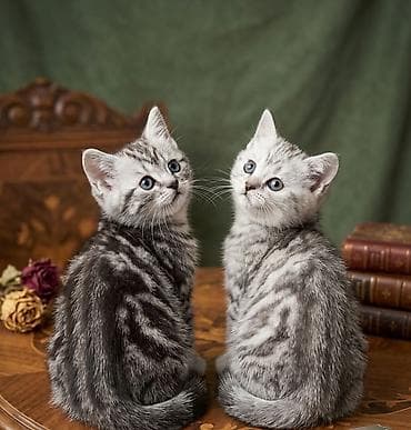 ош коты: Скотиш Страйт (Шотландская прямоухая), 1 месяц, Девочка, Приучена к лотку, Проглистована — 1