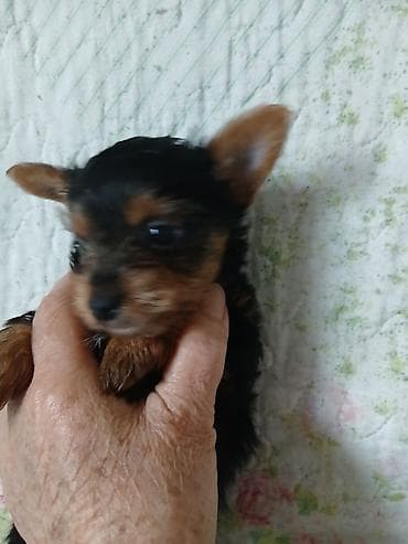 далматинец цена бишкек: Йоркширский терьер, 1 месяц, Самец, С родословной — 2