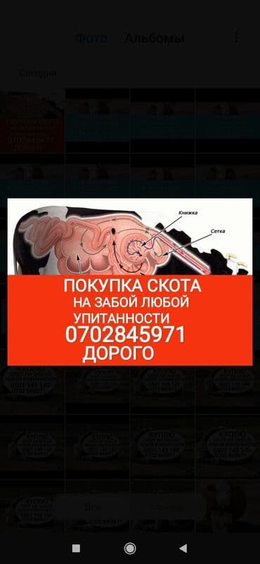 купить измельчитель травы и сена: Куплю | Коровы, быки, Лошади, кони, Другие с/х животные | Круглосуточно, Любое состояние, Забитый — 1