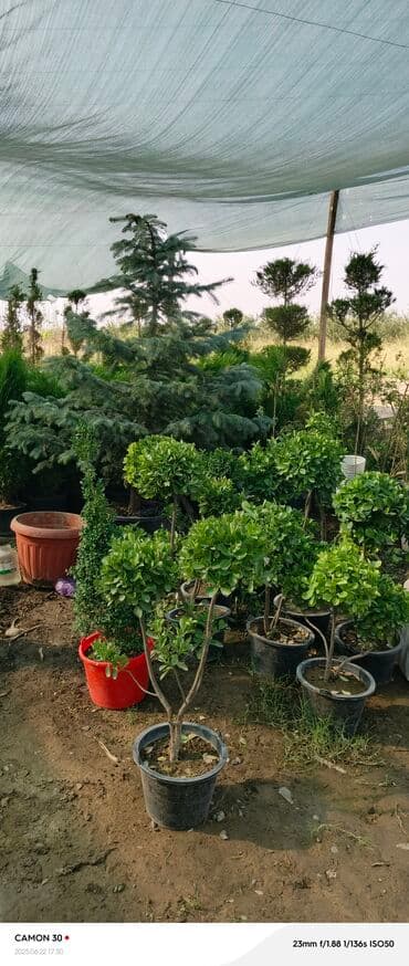 продажа рассады: Көчөттөр гүлдүн — 6