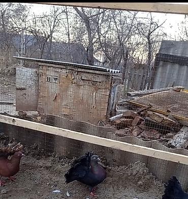 сетка для попугай: Павлины-голуби (декоративные) цена за пару 2500 тыс сом обращаться по — 3