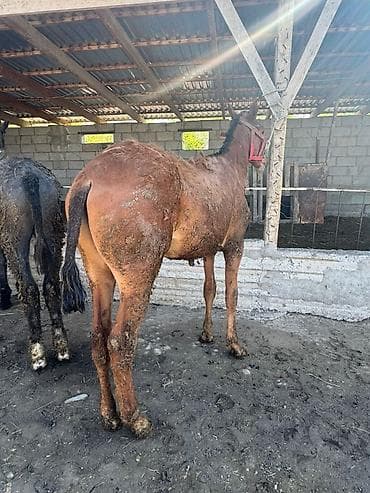 собака хмонг купить: Продаю | Жеребенок | Рабочий | Племенные — 6