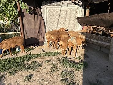 собаки маленькие: Продаю | Овца (самка) | Для разведения — 5