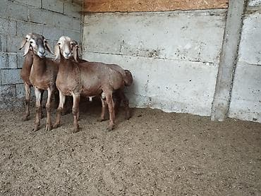 корова красная речка: Продаю | Баран (самец) — 3