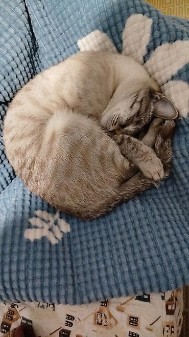 охотичий собака спаниель: Кошка даром: Беспородная, 1 год, Девочка, Приучена к лотку — 3