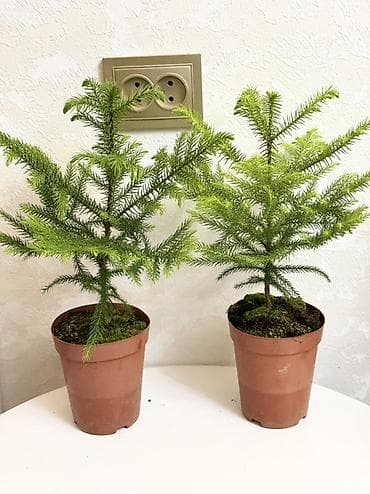 араукария купить: Араукария разнолистная (Norfolk Island Pine) в горшке. - Компактные — 2